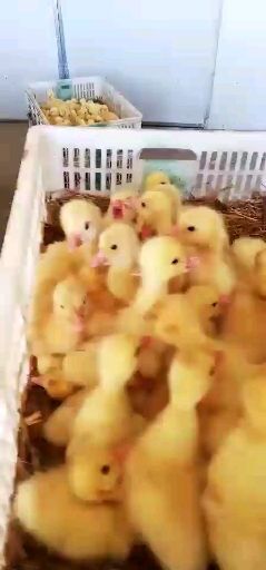 郓城县白鹅苗 