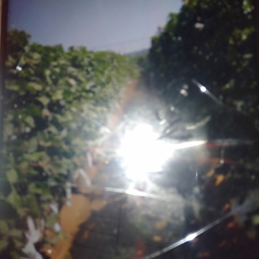 烟台红宝石无核苗 
