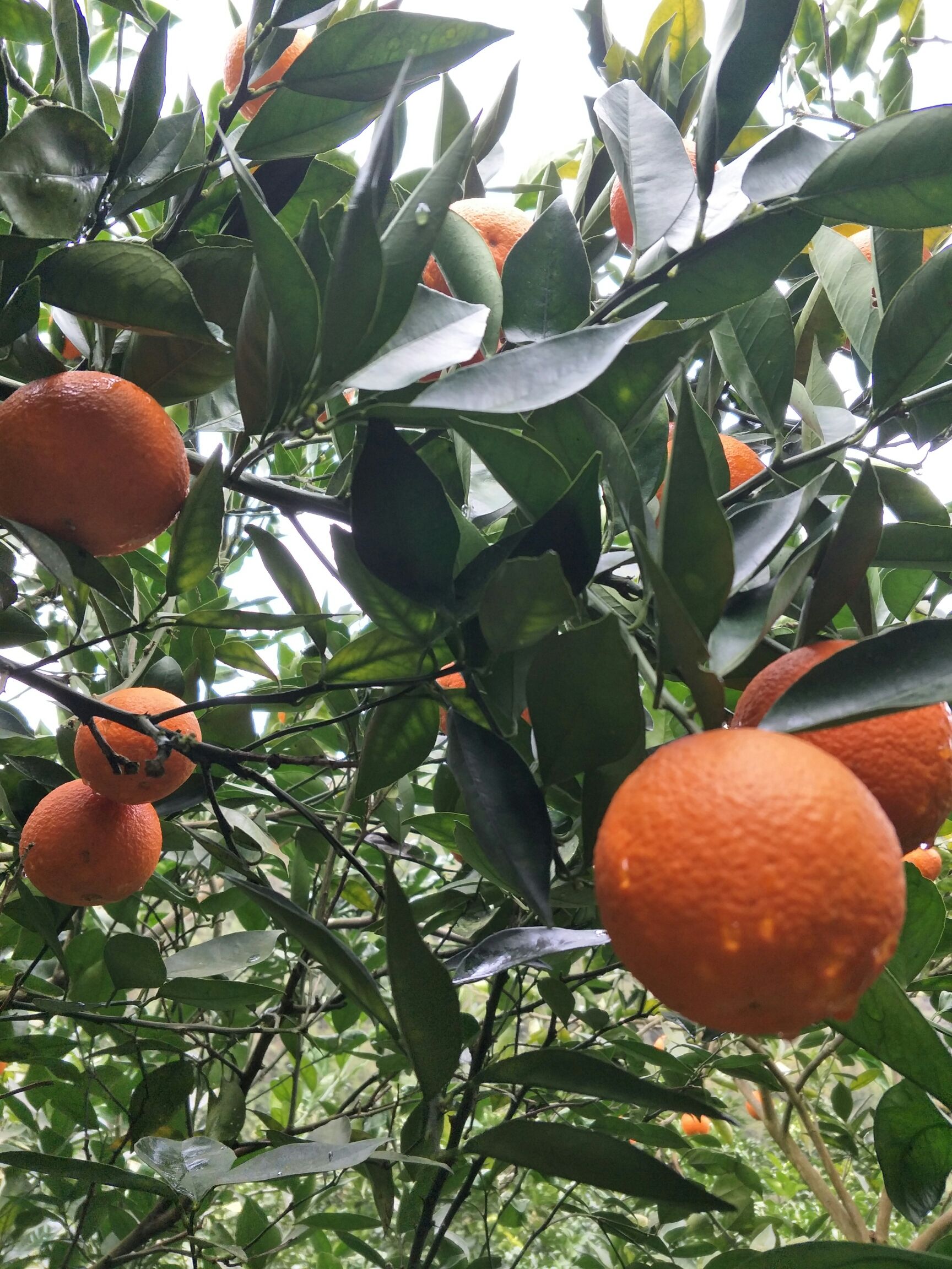  新鲜纯甜蜜香橙