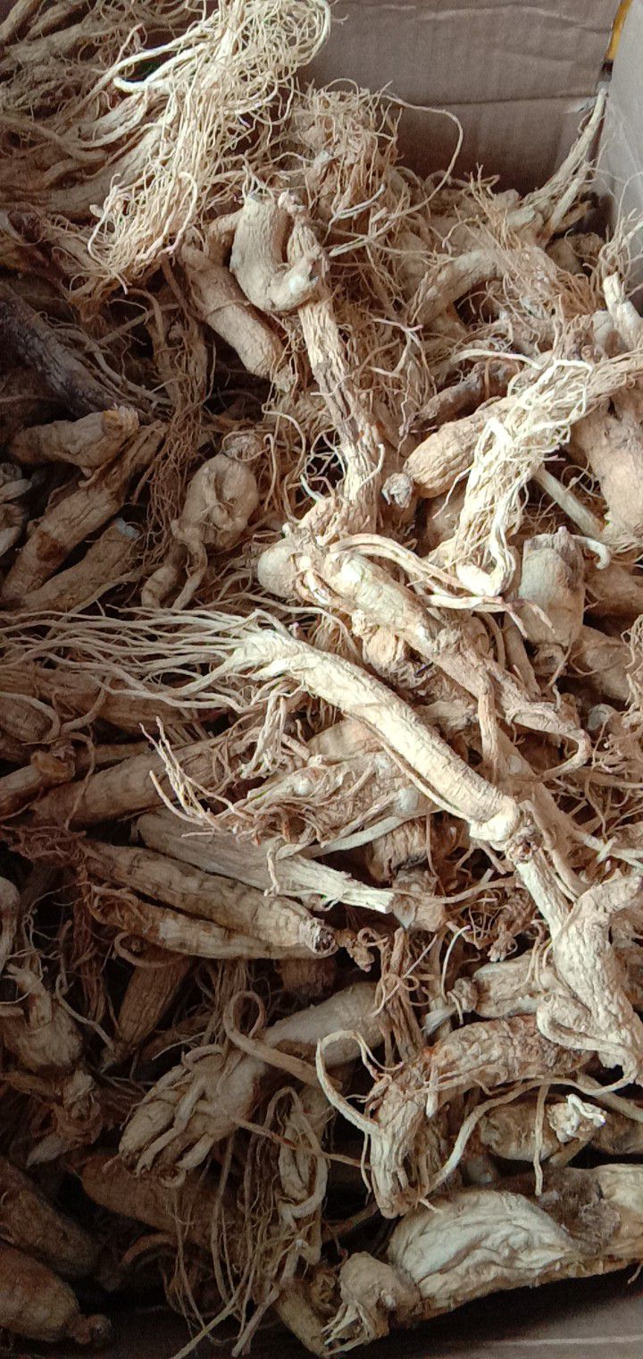 园参 生晒残肢自用实惠