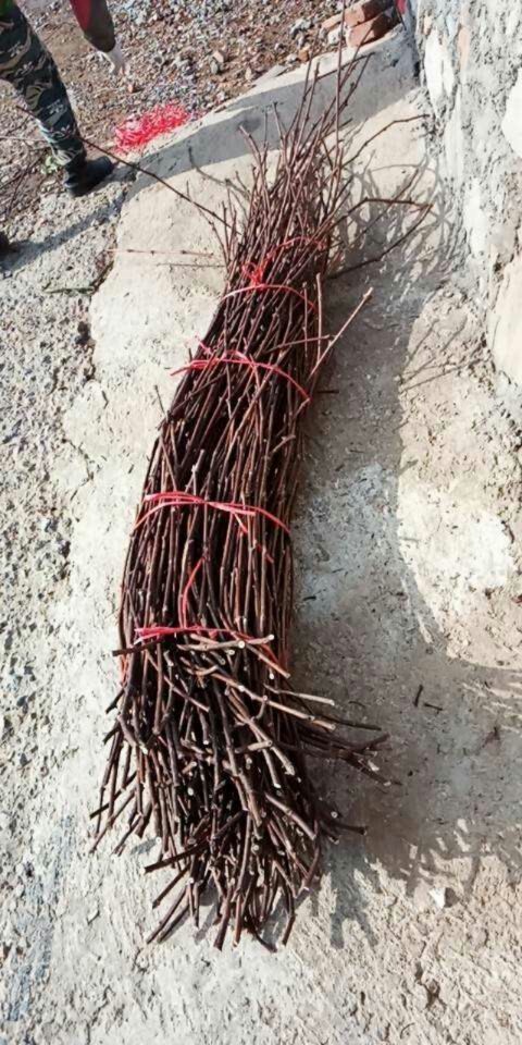 大连贝达葡萄树 