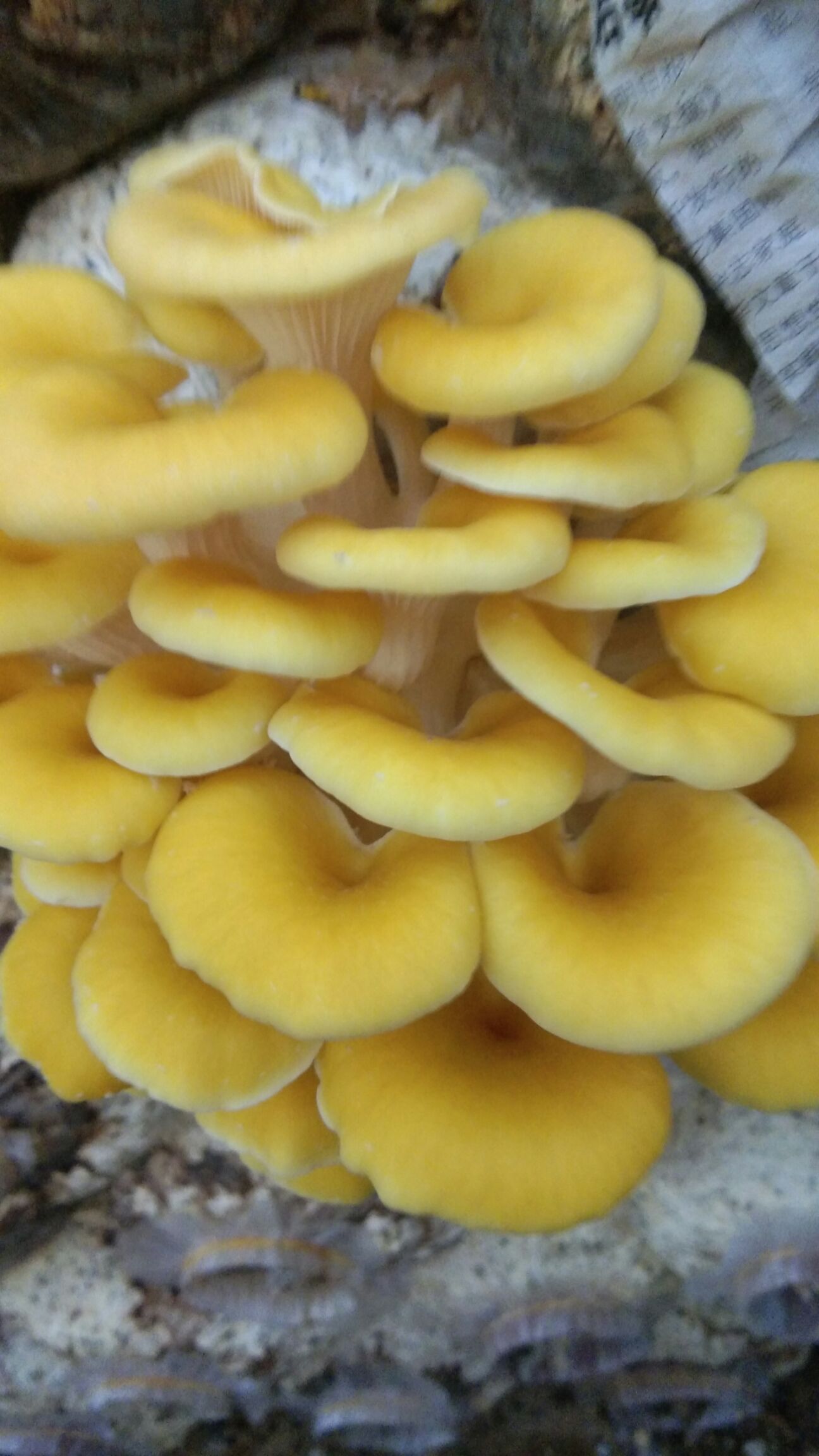 鸡油菌  新鲜鸡油黄，基地直供，现采现发，空运直达，全国市场