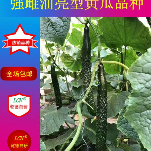 寿光市乾德15早春秋延越冬强雌油亮 绿瓤 把短 密刺大黄瓜