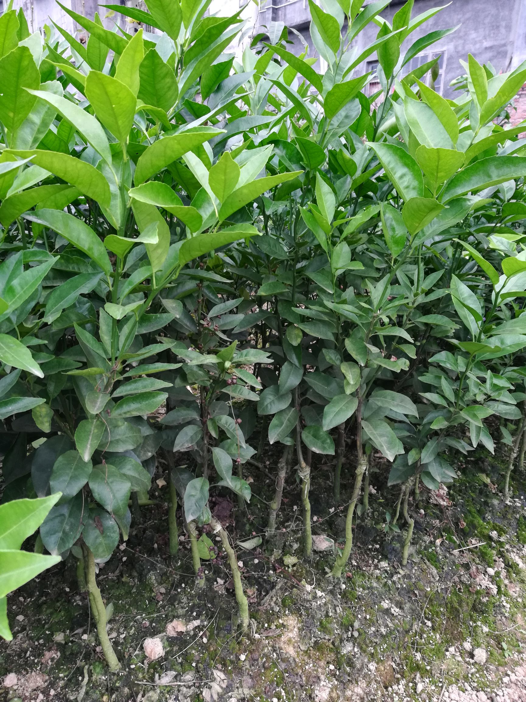 广西灵山沃柑苗优质柑桔种苗批发
