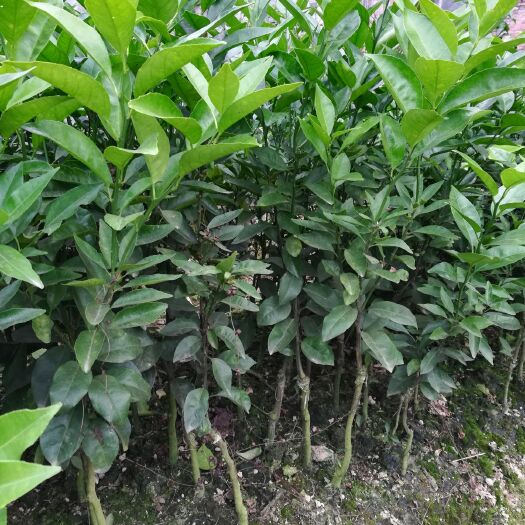 沃柑苗  果子非常甜   种植第二年结果 第三年开始