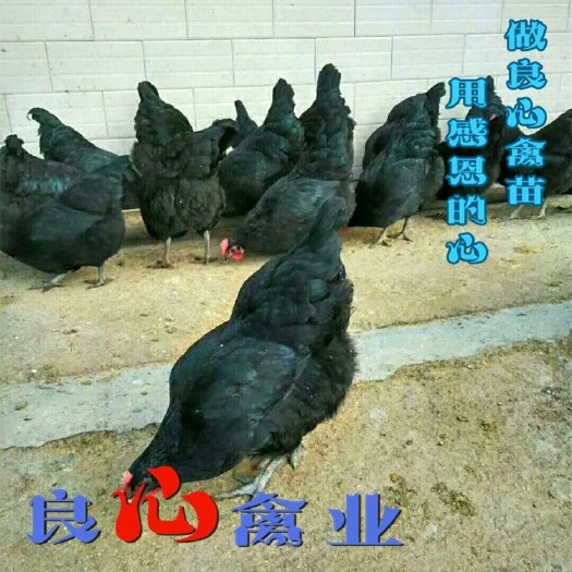 衡阳黑羽绿壳蛋鸡苗黑羽红冠蛋鸡苗另有青脚土鸡湘黄鸡苗芦花鸡苗鸭苗