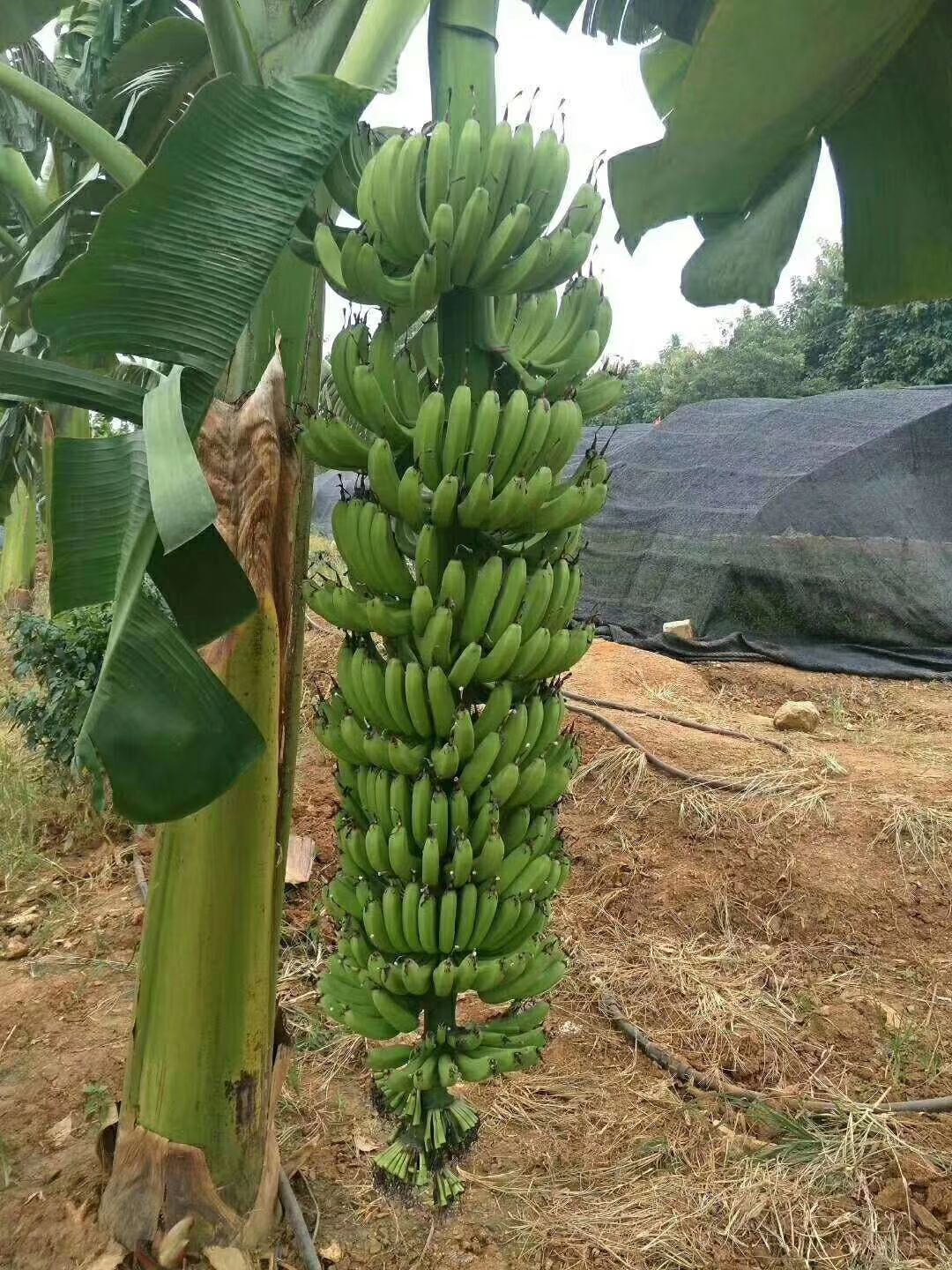 威廉斯香蕉苗   香蕉苗原土营养杯发货，带叶子发货