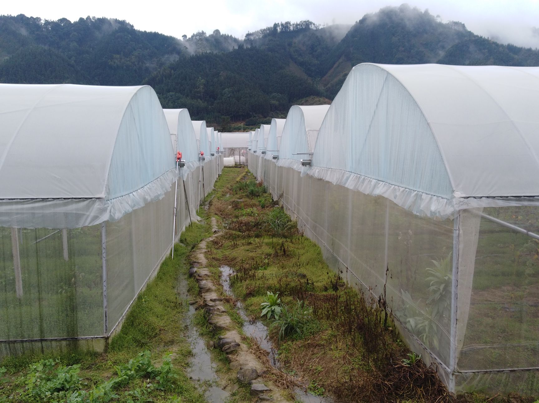 预售2025年新鲜罗汉果鲜果茶花茶罗汉果茶干果