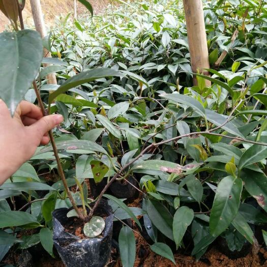 灵山县粉红黑老虎苗 当年种当年可结果