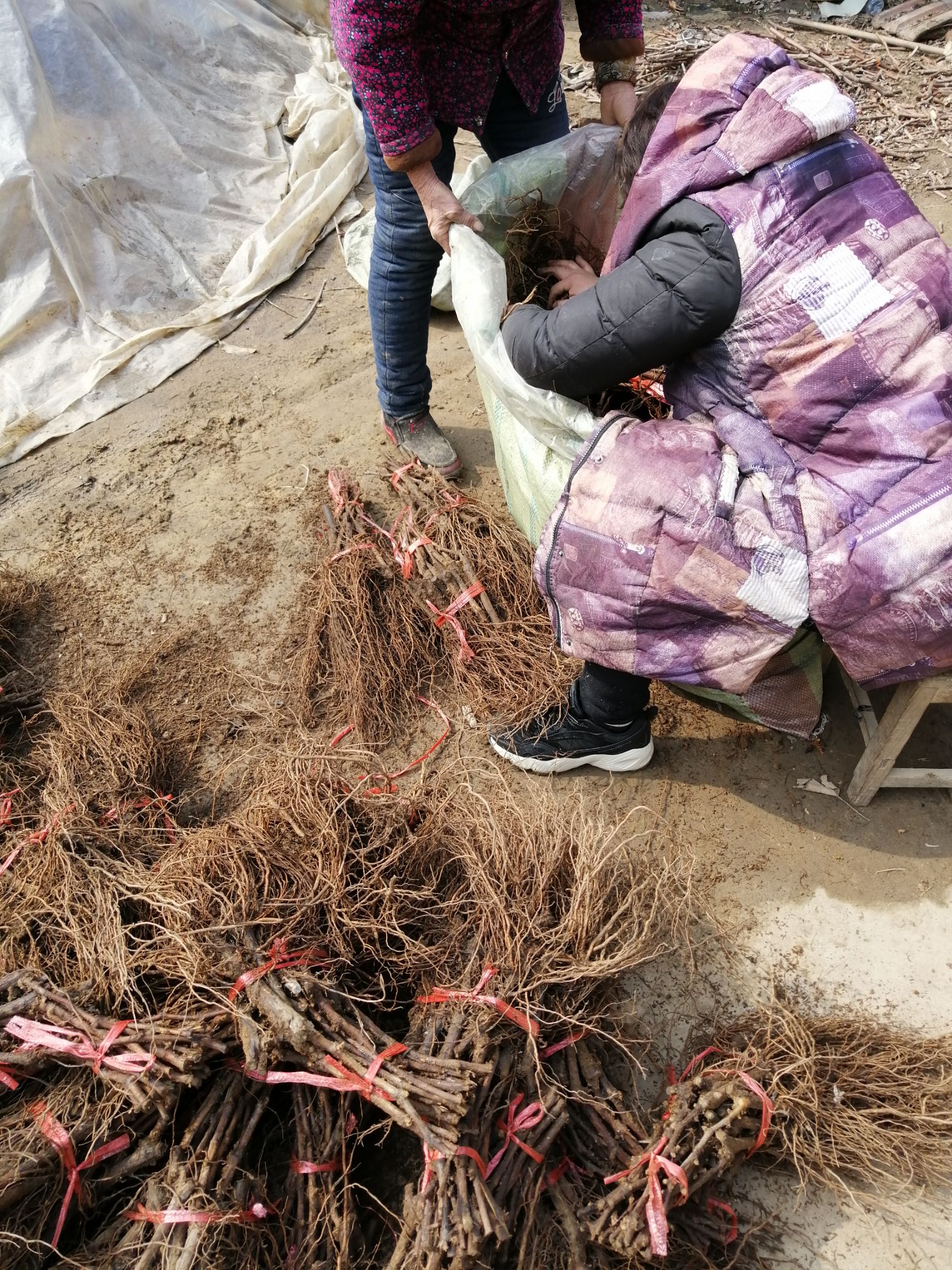 蓝宝石葡萄苗   甜蜜蓝宝石阳光玫瑰金手指葡萄苗