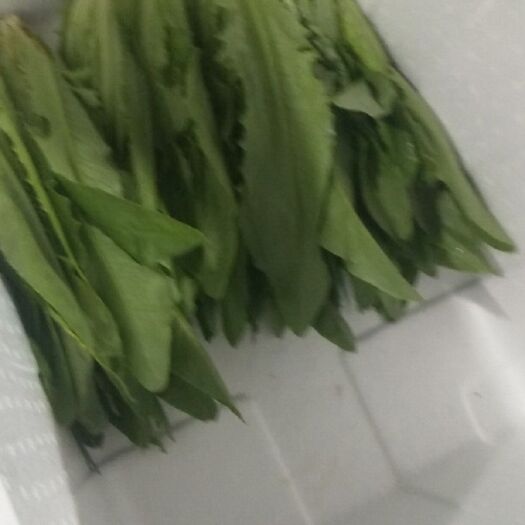 陆良县大油麦 20~25cm 