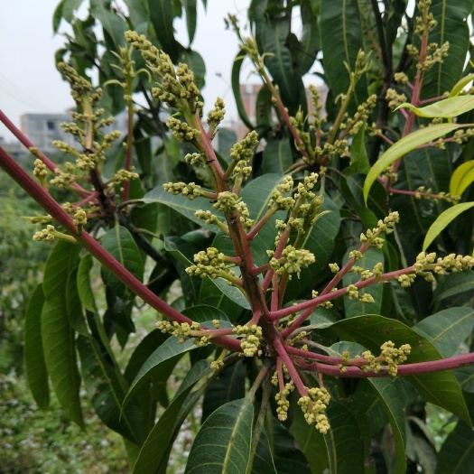 灵山县 芒果树苗金煌芒果苗台农桂七四季芒红贵妃凯特澳芒嫁接苗地栽盆栽