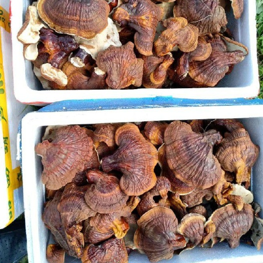 塔河县松杉灵芝