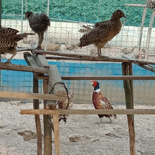 南通火鸡苗 