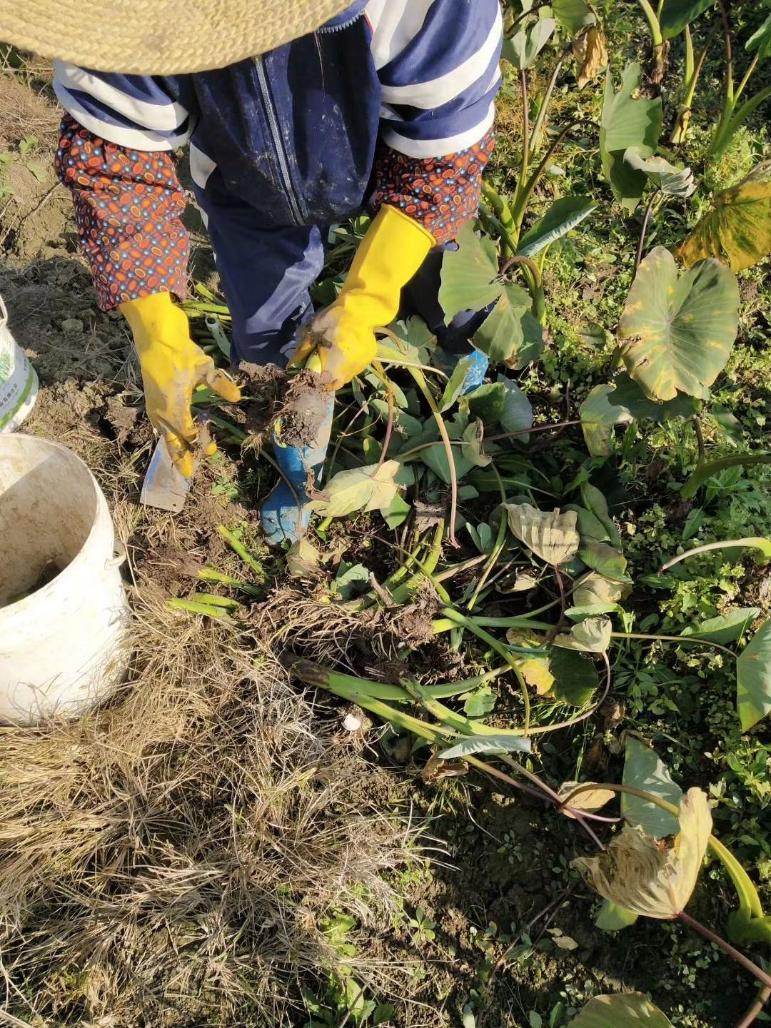 芋头种 荔浦芋头 香芋种苗