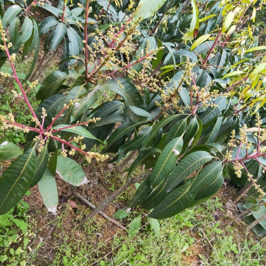 灵山县金煌芒果苗