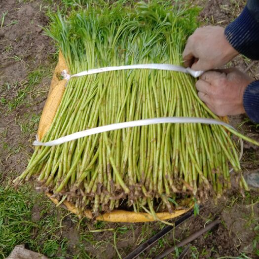 南京青蒌蒿 40~45cm 