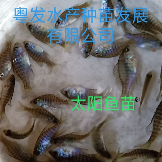 广州蓝鳃太阳鱼