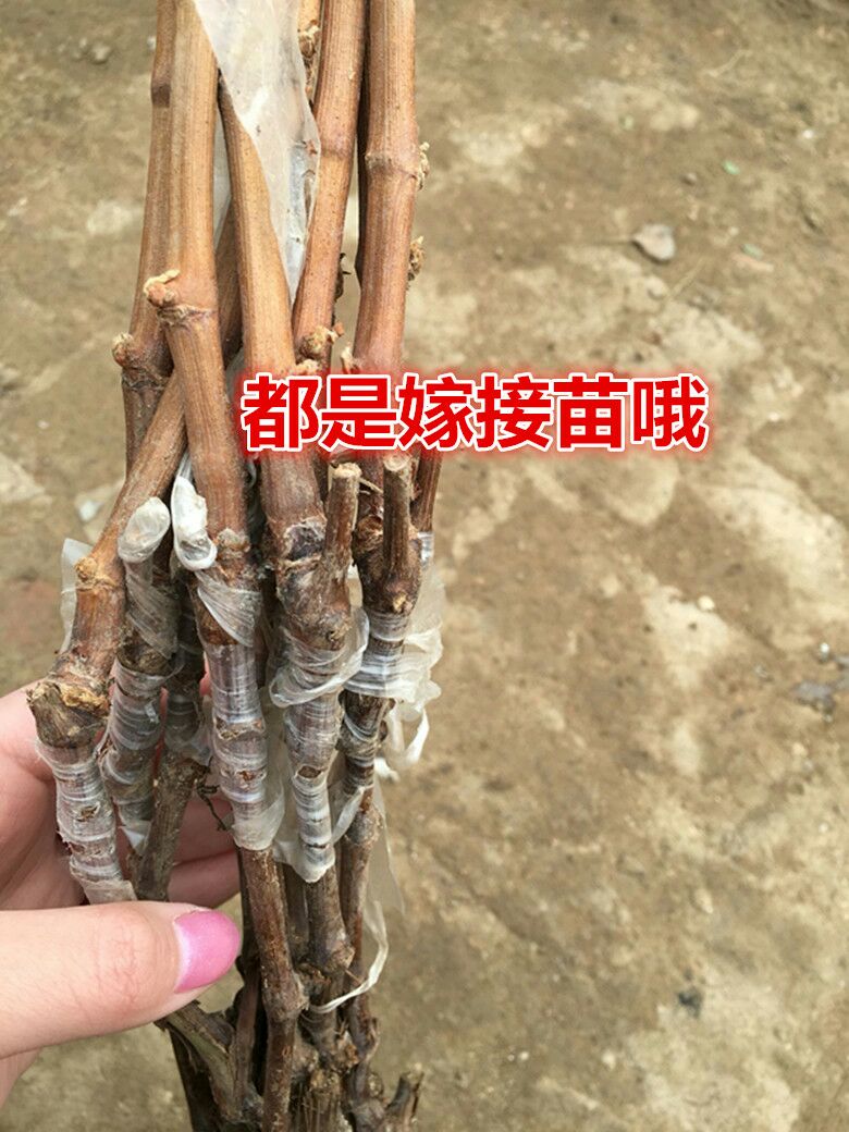 金手指葡萄苗 