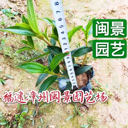 漳浦县巴西牡丹  牡丹福建漳州花卉基地