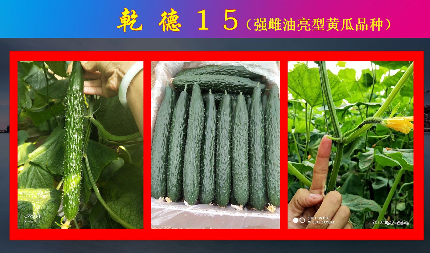 乾德15早春秋延越冬强雌油亮 绿瓤 把短 密刺大黄瓜