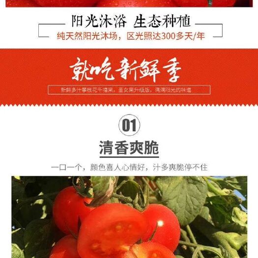 莘县粉贝贝圣女果 