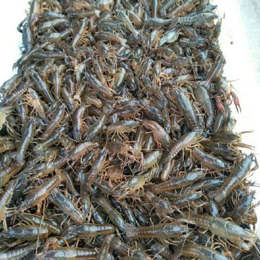 南县小龙虾苗  优质大量上市中