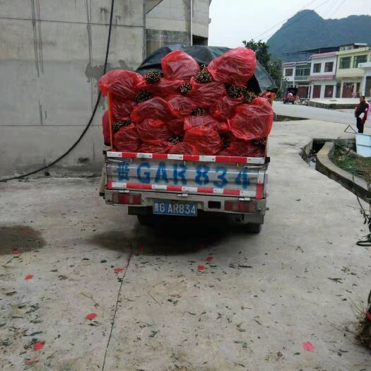 镇宁县蜂糖李树苗 