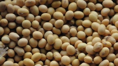 五大连池青黄豆 生大豆 3等品 