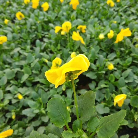 沭阳县草花