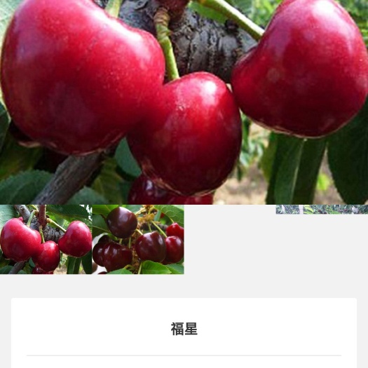 耿马县美早苗 