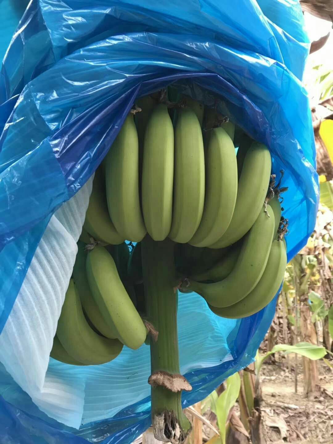 广东香蕉1号 七成熟 