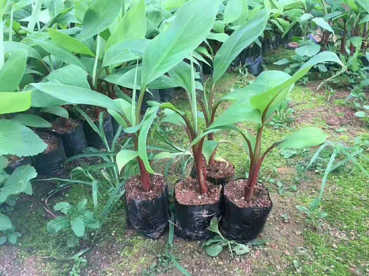 威廉斯香蕉苗  红香蕉
