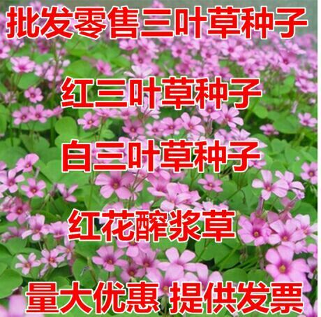 新沂市三叶草种子  草坪种子白三叶种子净籽包衣红三叶草种牧草花种子