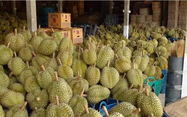 金枕头榴莲 5公斤以上 50 - 60%以上 