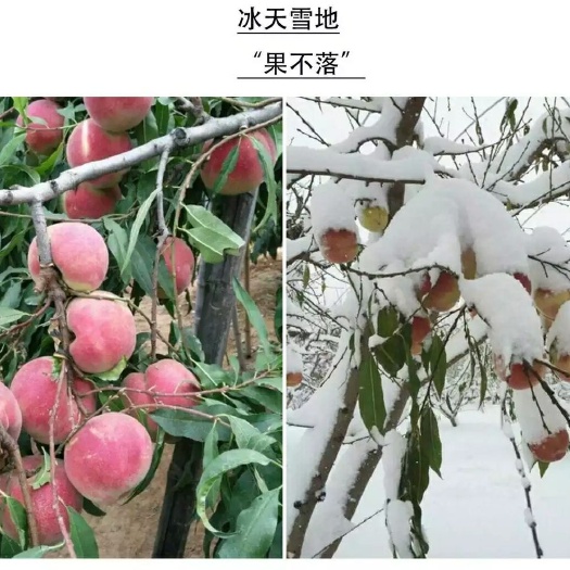 平邑县雪桃苗  1~1.5米 结果树