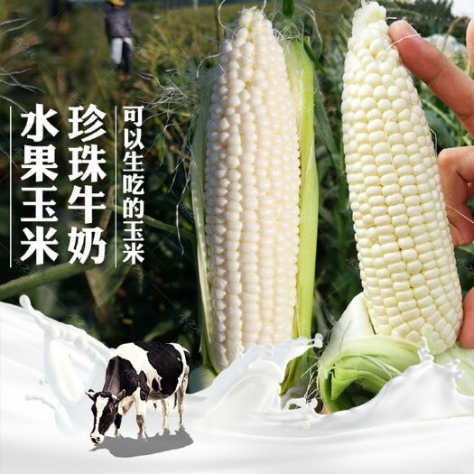  【白糯玉米】新鲜上市啦~~你有多久没尝过这个鲜了呢？