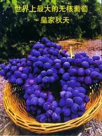 皇家秋天 