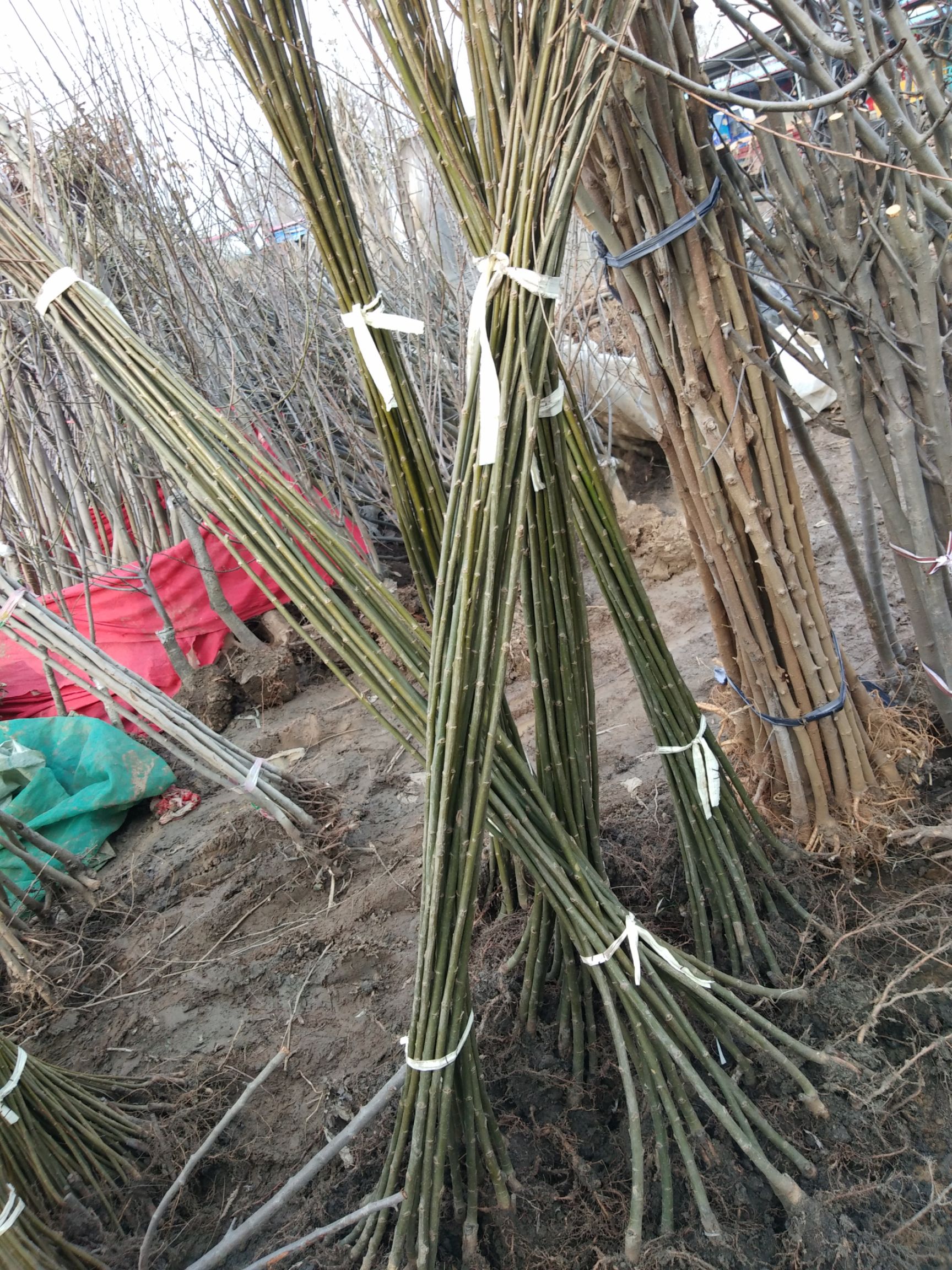  黄金柳金丝小苗柳树枝条垂杨柳树苗苗竹柳树苗行道苗木