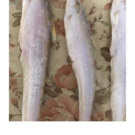 毛刀鱼 