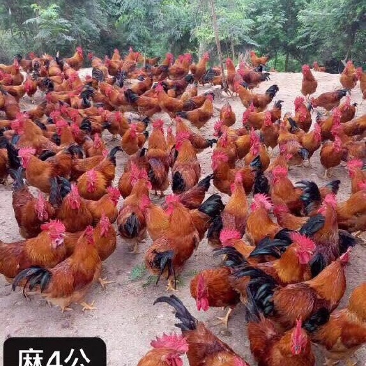 广州 灵山土鸡苗