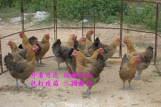 南宁 全国可达包 活，运输包 活，包打疫苗，一等好鸡苗