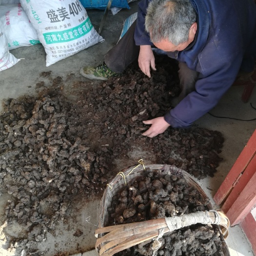 新鲜猪苓500克可做母种猪屎苓黑药中药材
