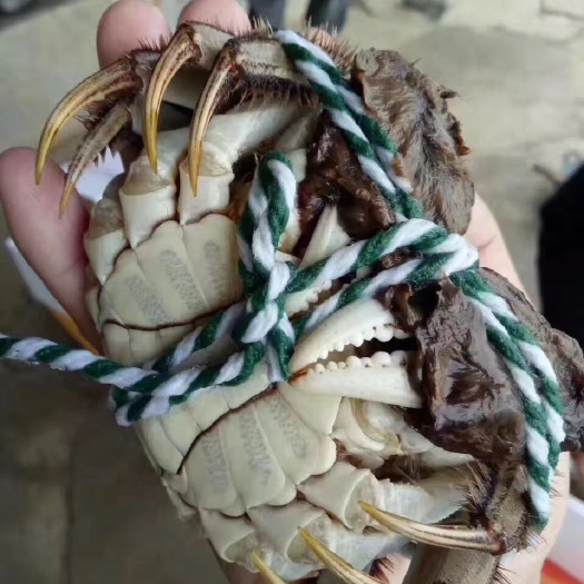 南京固城湖大闸蟹 固城湖螃蟹