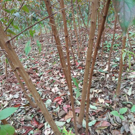 简阳市青脆李苗 