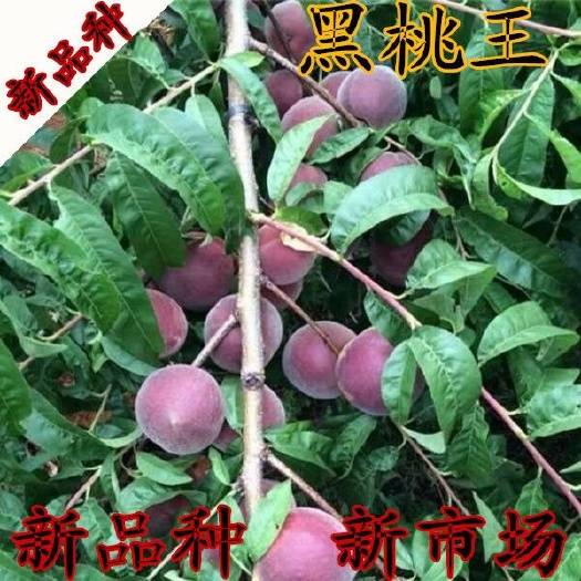 平邑县黑桃苗 1~1.5米 