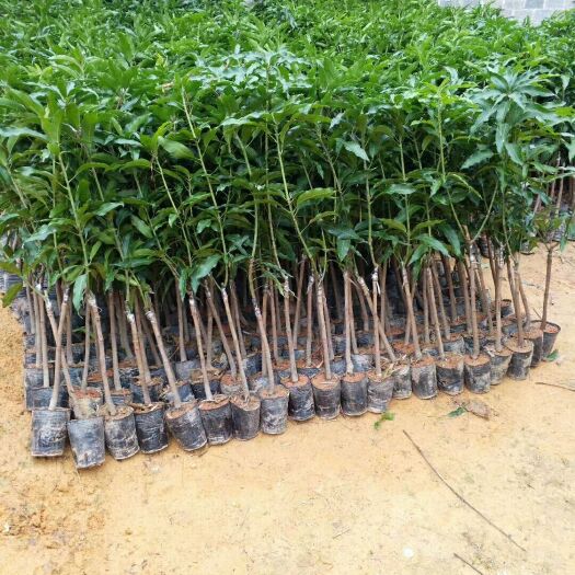 灵山县桂七芒果苗 