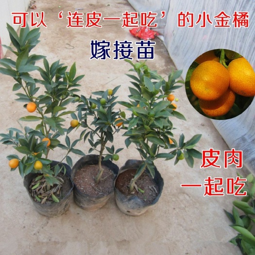 平邑县脆皮金桔苗  结果苗