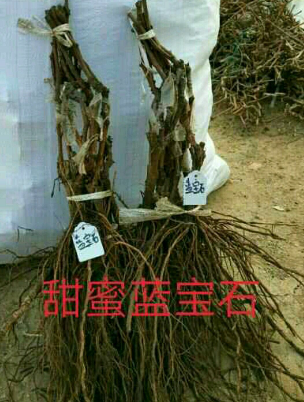 蓝宝石葡萄苗 