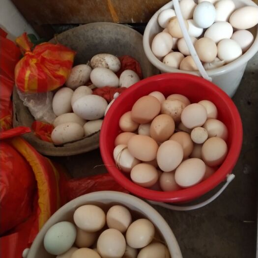 沁阳市柴鸡蛋 食用 散装 
